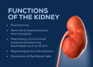 Functions of the Kidney.